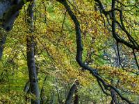 Herbstlicher Waldweg am Weßlinger See Rundweg
